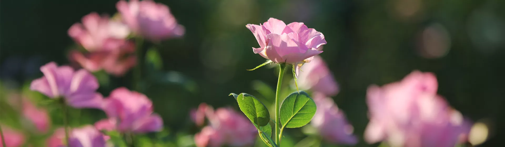 Eine rosa Rose auf einer Blumenwiese in der Sonne